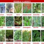 Herbal health gardens