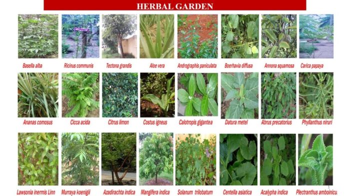 Herbal health gardens